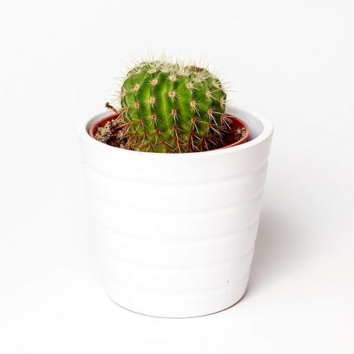 plant-pot.jpg